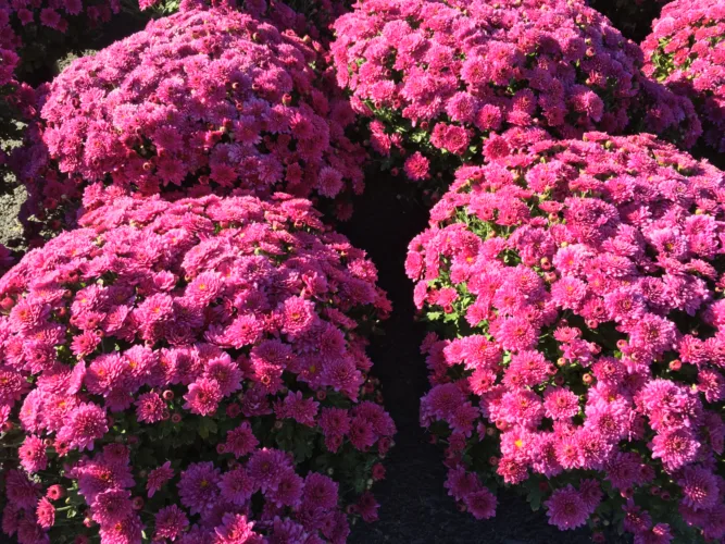 Mums the word